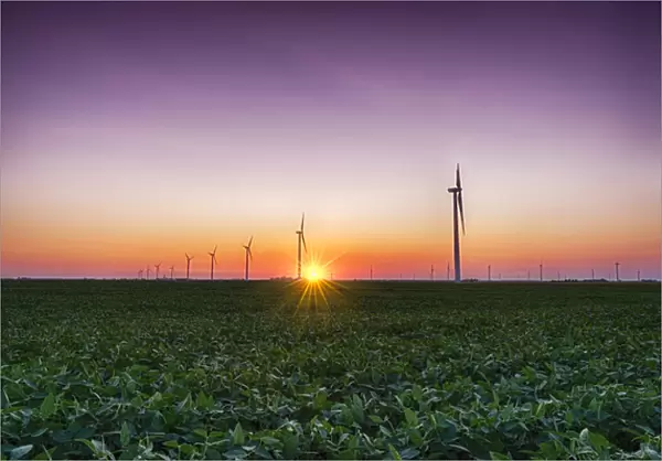 USA, Indiana. Soybean field and wind farm at sundown