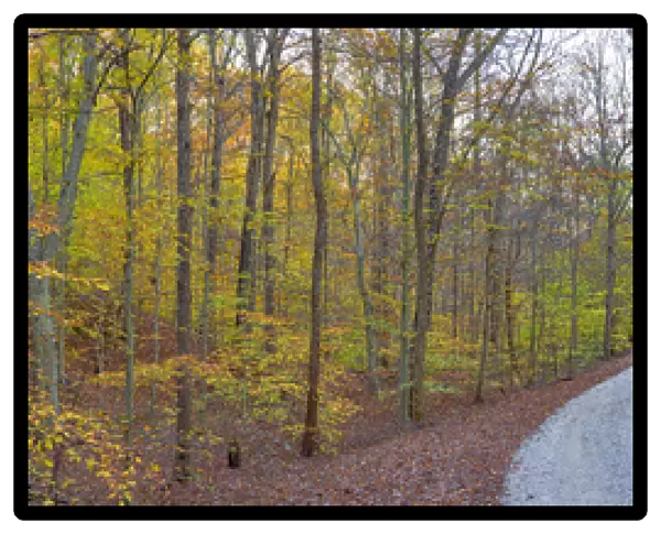 63895-14311 Road through trees in fall at LaRue-Pine Hills, Shawnee National Forest, IL