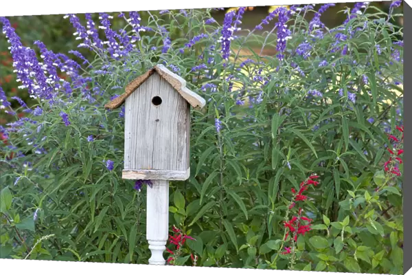 Birdhouse in garden with Mexican Bush Sage (Salvia leucantha) and Pineapple Sage