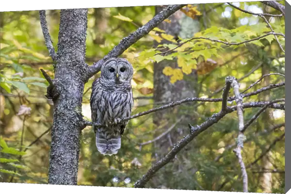 Barred Owl (Strix varia) in fall, Alger County, MI