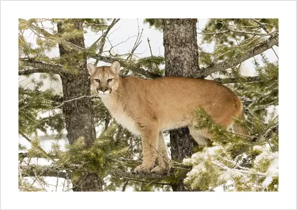 Mountain Lion in tree, (Captive) Montana Puma concolor
