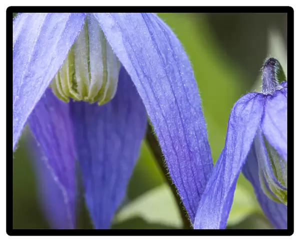 Blue clematis flowering in spring in Bigfork, Montana, USA