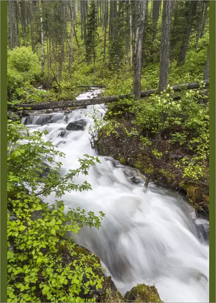 Hellroaring Creek flowing strong in spring near Whitefish, Montana, USA