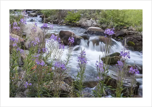 Rock Creek in the Pioneer Mountains of the Beaverhead-Deer Lodge National Forest