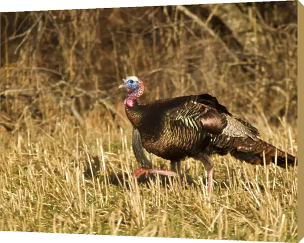 Male tom turkey in breeding plumage in spring in the Flathead Valley, Montana, USA