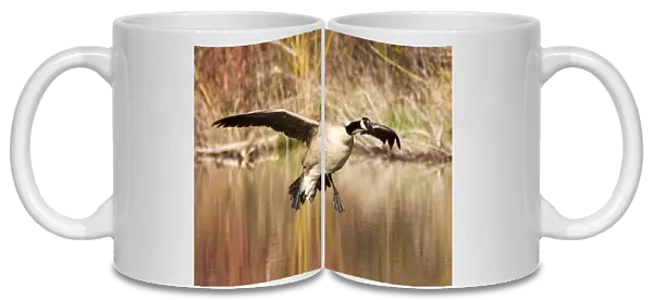 Canada Goose prepares to land in small pond in the Lolo National Forest, Montana, USA