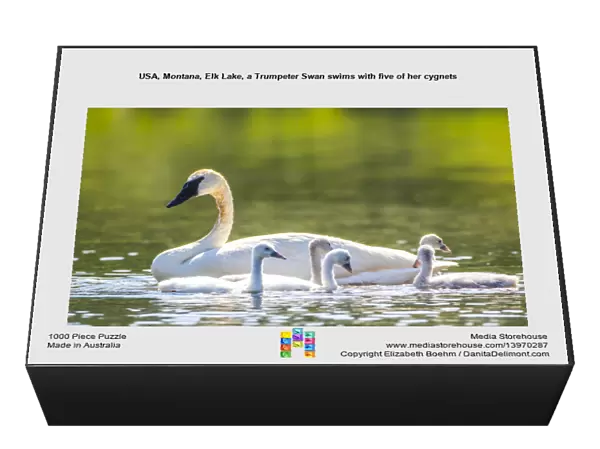 USA, Montana, Elk Lake, a Trumpeter Swan swims with five of her cygnets