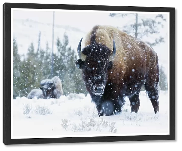 Bison Bulls, winter landscape