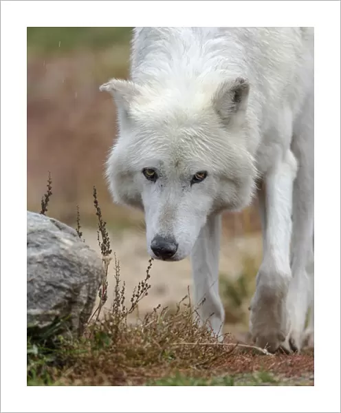Gray  /  Grey Wolf during a rain storm, Canis lupus, West Yellowstone, Montana, controlled