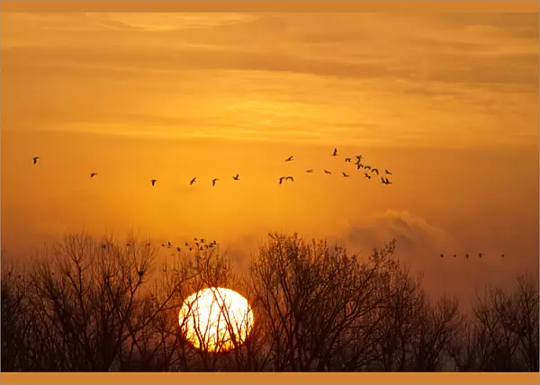 Sandhill cranes silhouetted aginst the rising sun as they leave the Platte River near Kearney