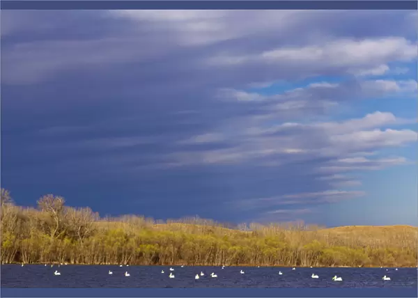 White Pelicans on Calamus Reservoir in Loup County, Nebraska, USA