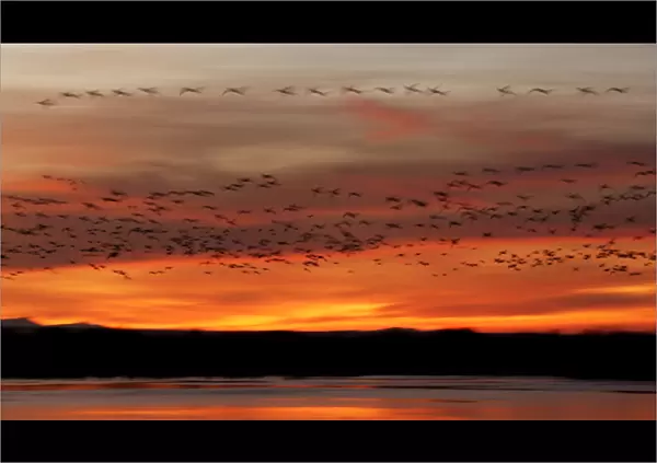USA, New Mexico, Bosque del Apache National Wildlife Refuge. Snow geese fly in a blur at sunrise