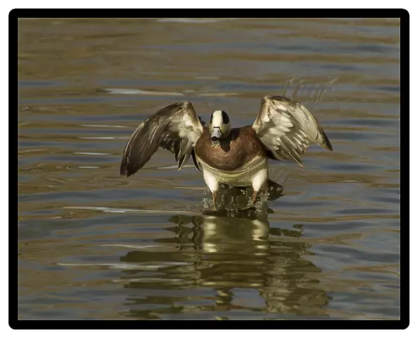 USA, New Mexico, Bosque Del Apache National Wildlife Refuge. American wigeon landing Credit as
