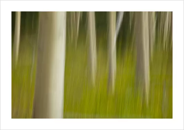 An artistic blur image of aspen trees