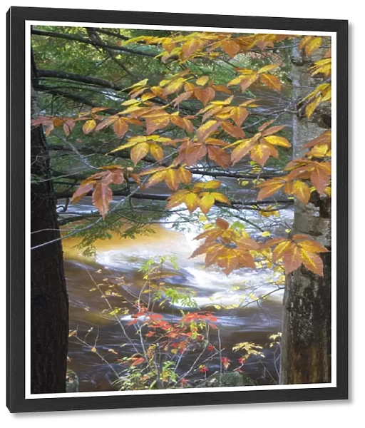 USA, New Hampshire, Stream and fall foliage