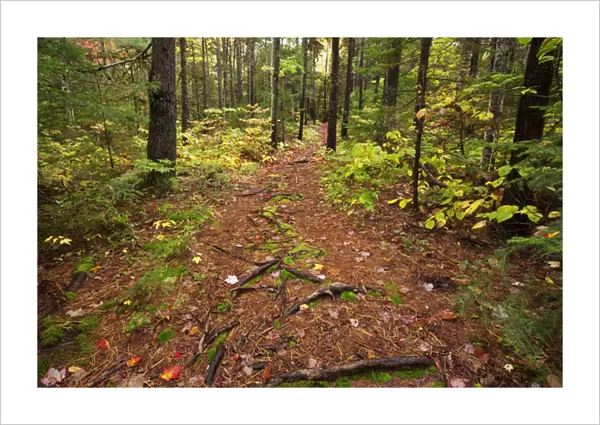 USA, New Hampshire, White Mountains. Path through a forest
