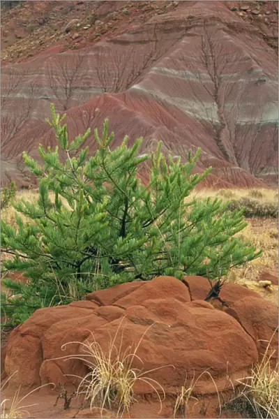USA, New Mexico. Scenic of red rocks and green pine tree