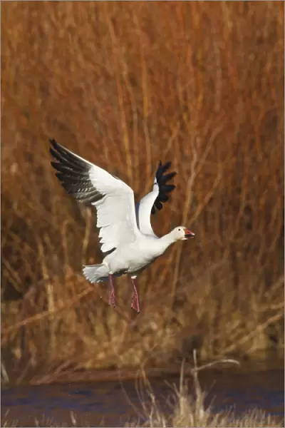 Snow Goose (Chen caerulescens) in flight