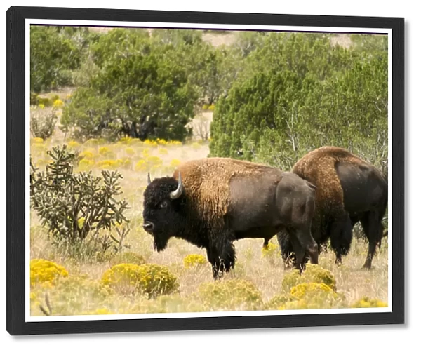 Two American Bisons on a farm, Santa Fe, New Mexico, United States. (PR)