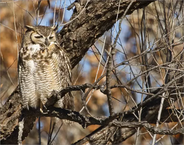 Great Horned Owl (Bubo virginianus) sleeping on perch in willow tree, New Mexico