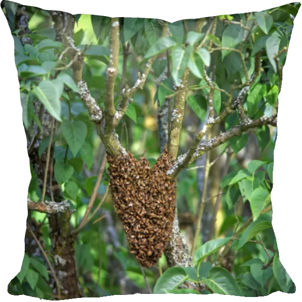 USA, Oregon, Multnomah County. Honey bees cluster onto lilac tree