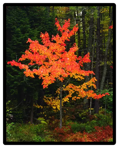 USA, New York, Adirondack Park, Autumn Maple trees. A