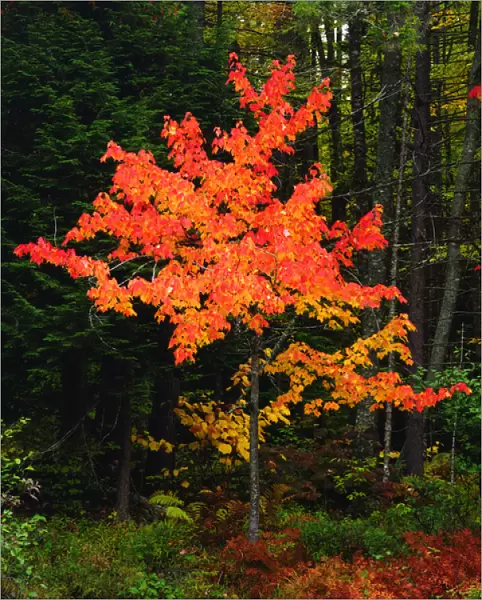 USA, New York, Adirondack Park, Autumn Maple trees. A
