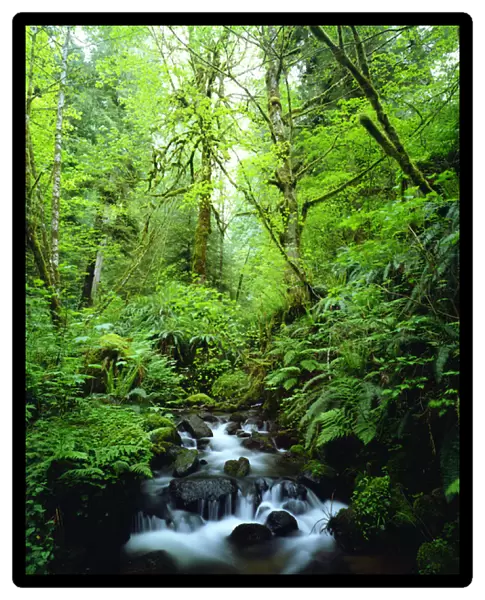 USA, Oregon, A Stream in an Old Growth Forest