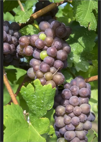 Grapes on vine, Anyelas Vineyard, Skaneateles, New York, USA