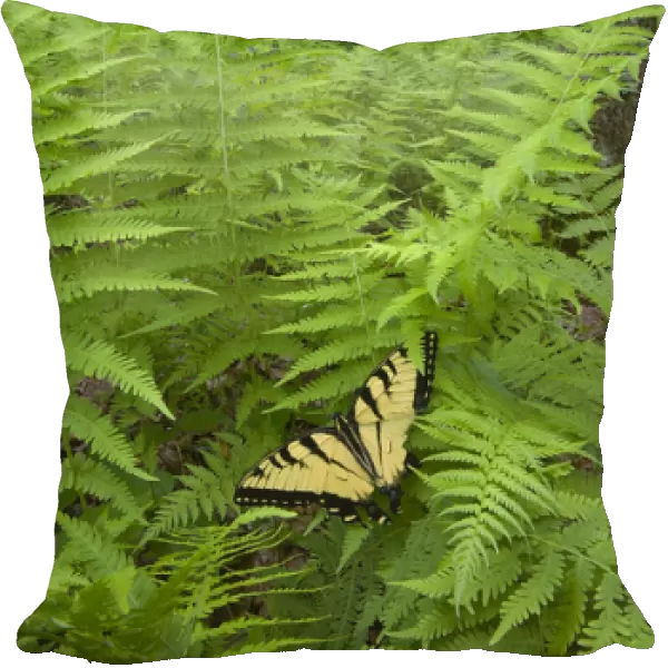 USA, North Carolina. Swallowtail butterfly on fern