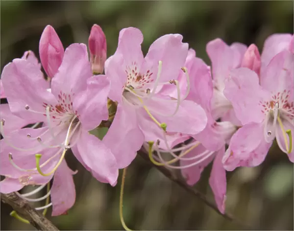 USA, North Carolina. Close-up of catawba rhododendron flowers