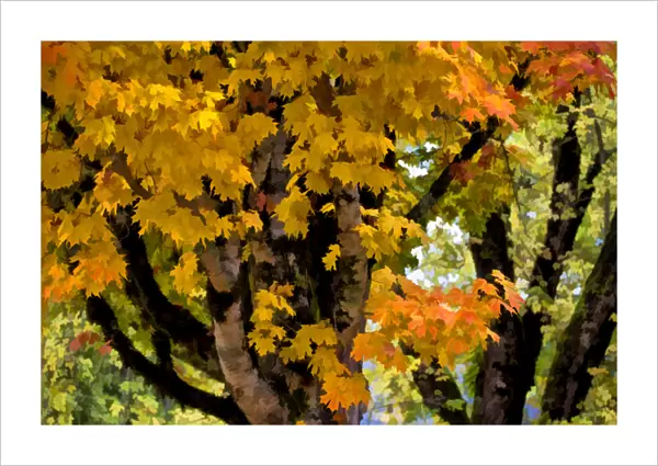 USA, Oregon, Scottsburg. Abstract of maple tree in Scottsburg County Park. Credit as