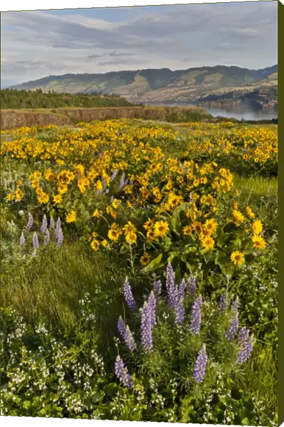 Fields of Balsamroot and Lupine on the Hills above the Columbia River Rowena, Oregon