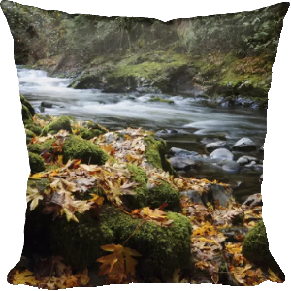 Autumn on the Salmon River, Welches, Oregon, USA