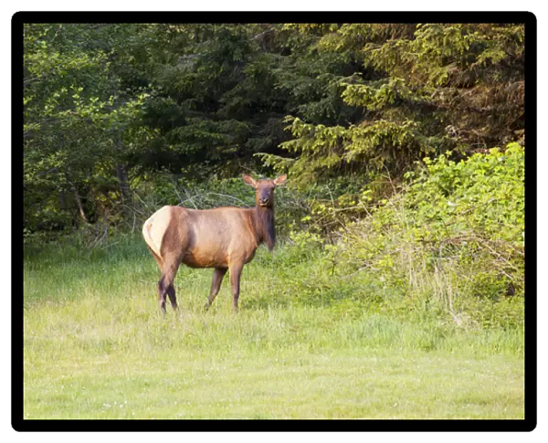 OR, Ecola State Park, elk