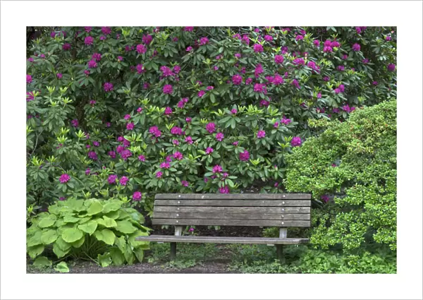 USA, Oregon, Portland, Crystal Springs Rhododendron Garden, Purple blossoms of rhododendrons