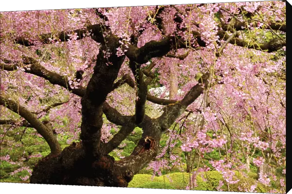 Cherry Tree in Bloom; Portland Japanese Garden; Portland; Oregon; USA