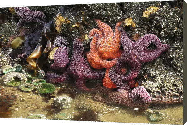 Tide Pool, Starfish and Sea Anemone, Cannon Beach, Pacific Ocean, Oregon, USA