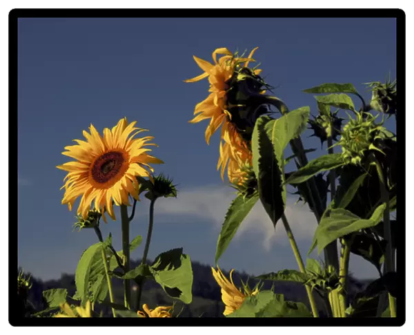 Sunflowers, Sunflower Festival, Hood River, Oregon, USA