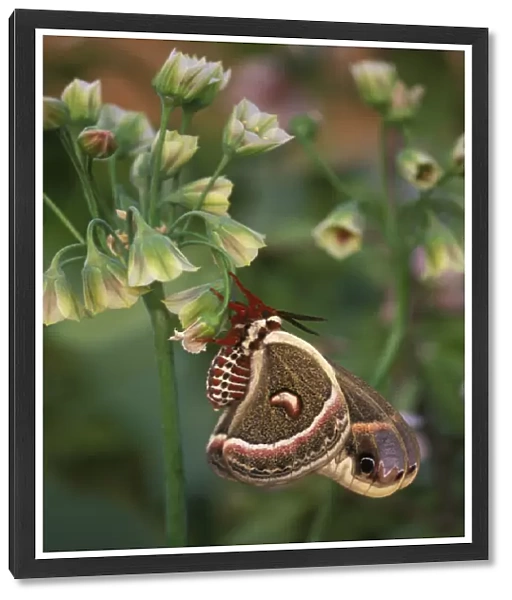 USA, Pennsylvania. Cecropia moth on allium flowers