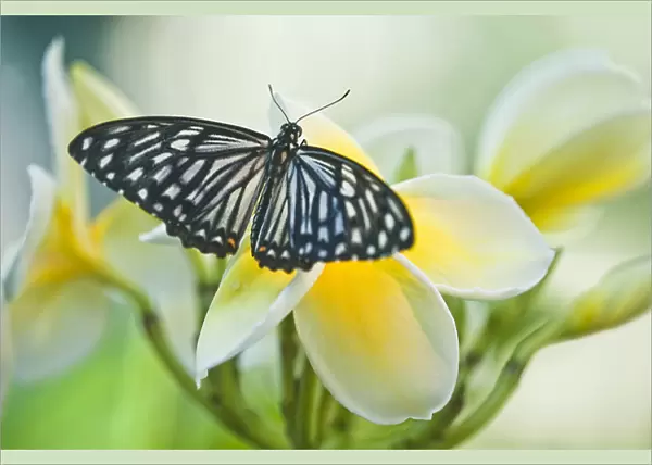 USA, Pennsylvania. Swallowtail butterfly on flower