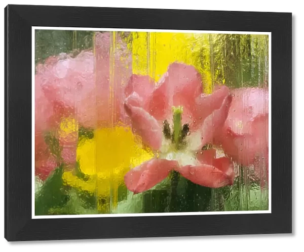 USA, Pennsylvania. Abstract tulip impression through glass
