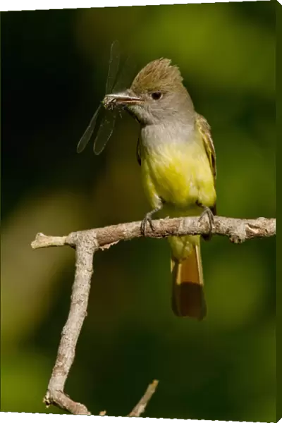 North America, USA, Central Pennsylvania, Mifflin County, Hoothollow, Great Crested Flycatcher