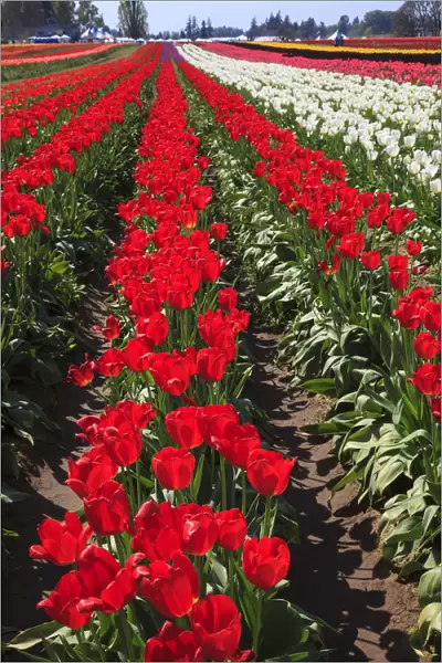 USA, Oregon, Woodburn, Wooden Shoe Tulip Farm, tulips at the tulip festival