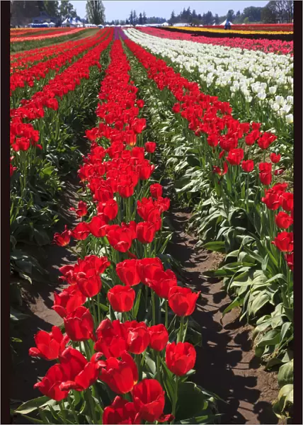 USA, Oregon, Woodburn, Wooden Shoe Tulip Farm, tulips at the tulip festival