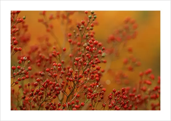USA, Pennsylvania. Autumn bittersweet plant