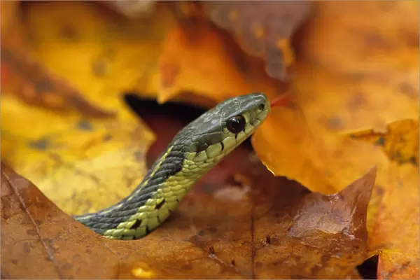 Close-up of garter Snake in fall with tongue out. Credit as: Nancy Rotenberg  /  Jaynes