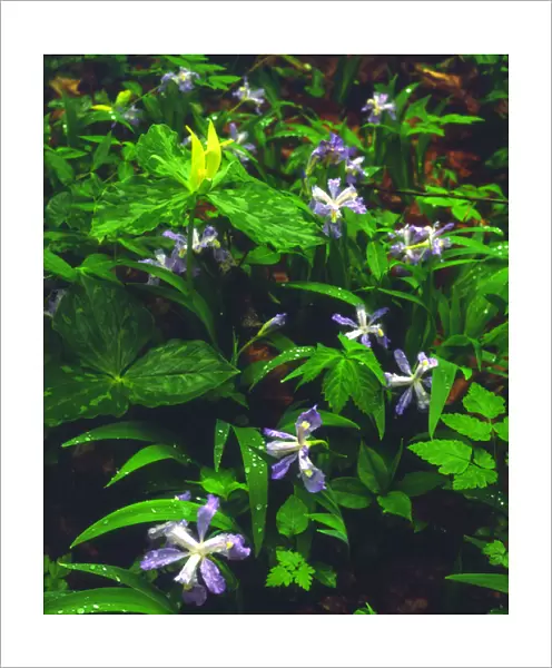 USA; Tennessee; Trillium and Iris Wildflowers in Great Smoky Mountain National Park