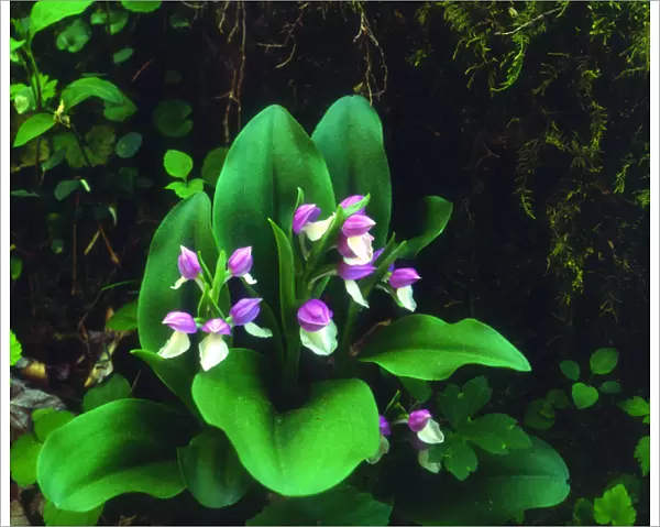USA; Tennessee; Showy Orchis Wildflowers in Great Smoky Mountain National Park