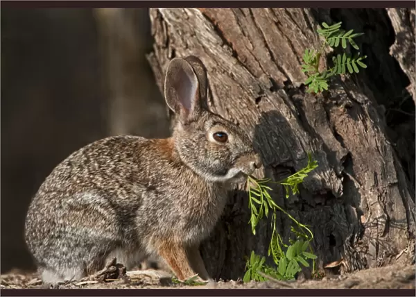 USA, Texas, Santa Clara Ranch. Desert cottontail rabbit eating plant